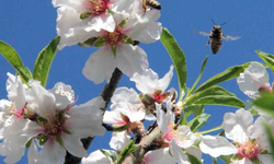 Bahar resmen başlıyor: İlk cemre yarın