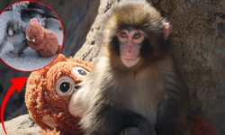 Şirket açıkladı: Makak maymunu Punch'ın oyuncağı yok satıyor