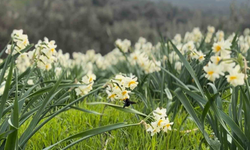 Mis kokulu nergis bilime ilham kaynağı oluyor