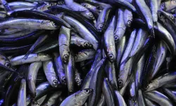 Kilosu 400 TL'ye satılıyordu, balık pazarı hareketlendi