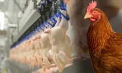 Tavuk ihracatı yarından itibaren durdurulacak!