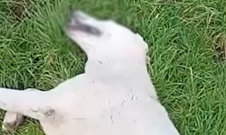 Bursa İnegöl'de tüfekle köpeği vurdu