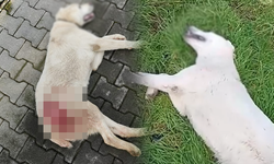 Bursa İnegöl’de tüfekle vurulmuştu... Kurtarılamadı