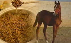 Büyükşehir Belediyesi'nde at eti skandalı: Yarış atının sahibi açıklama yaptı