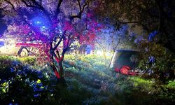 Bursa Mudanya’da araca çarpamamak için manevra yapan sürücü zeytinliğe daldı