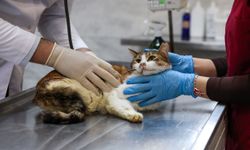 Bursa'da yaralı kediye Büyükşehir şefkati