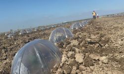 Karacabey Ovası'nda turfanda karpuz ekimi başladı