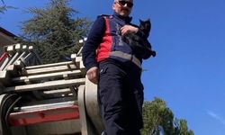 Ağaçta kalan kediyi itfaiye kurtardı