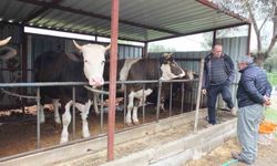 Balıkesir'de kurbanlık satışları başladı