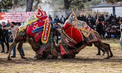 Burhaniye' de Pazar günü deve güreşi yapılacak