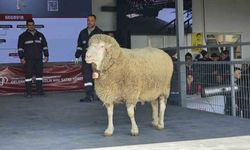 Damızlık koçta rekor, açık artırmada 1 milyonluk satış