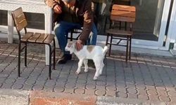 Edirne'de de 'keçi ile alışveriş' keyfi