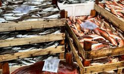 Kırklareli'nde su ürünleri nakil araçlarına sıkı denetim