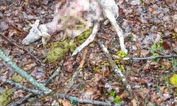 Sürüye kurt saldırdı: 18 koç ve 5 teke telef oldu