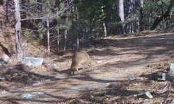 Uludağ'da Altın Çakallar fotokapana yakalandı