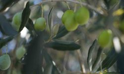 Zeytin halkalı leke hastalığına karşı üreticilere uyarı