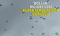"Bolluk" müjdecisi leylek sürüsü Bursa semalarında görüldü