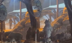 Uludağ'da kış uykusundan uyanan ayı ailesi yemek için Sarıalan'a indi