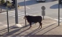 Bursa'da kaçan boğa trafiği karıştırdı!