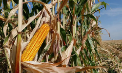 Hürmüz Boğazı açılmazsa çiftçiyi ne bekliyor? Gıda fiyatlarında büyük artış yaşanacak