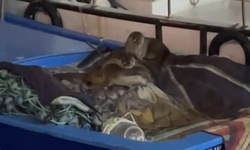 Aç kalan anne su samuru ve yavruları Gemlik’te tekneye sığındı