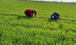 Çiftçinin yeni kabusu septorya! Verimi yüzde 50 düşürüyor