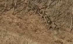 Bursa İnegöl'de görenler heyecan yaşadı