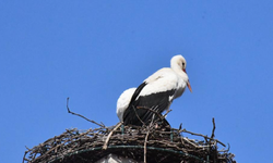 Yuva yapacak alan bulamayan leylekler yeniden İznik’te