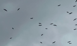 "Bolluk" müjdecisi leylek sürüsü Bursa semalarında görüldü
