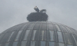 Her Yıl Aynı Camiye Konan İnegöl’deki Leyleğe “Daren” İsmi Verildi