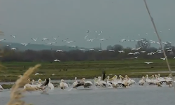 Göç Eden Pelikanlar İnegöl’e Demir Attı