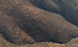 Bursa'da yanan ormanlar yeniden can buldu!