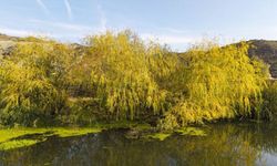 Teklif Meclis’e sunuldu: 3 hektardan küçük alanlar orman sayılmayacak