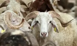 Bakan Işıkhan açıkladı: Kurban bayramı ikramiyesi ne kadar olacak?