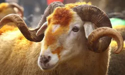 2026 vekalet kurban bedeli açıklandı