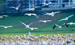 İnegöl'de pelikanları ilk böyle göreceksiniz