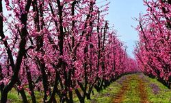 İznik çiçek bahçesine büründü!