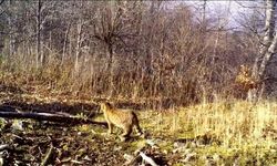 Bursa'da ormanın gizemli sakini yaban kedisi görüntülendi