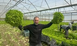 Geçen sene zararıyla ağlatan 'kıvırcık' bu yıl güldürdü