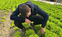 Bursa'da bu sefer tarladan güzel haber geldi! Marul yüzleri güldürdü