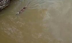 Bursa Karacabey'de deredeki su samuru şaşırttı!