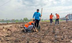 Başiskele'de 15 bin gül fidanı toprakla buluşuyor