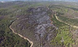 Beykoz'daki yangının bilançosu gün ağarınca ortaya çıktı