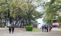 Burhaniye'de tescilli tarihi meşeler Ören'e güzellik katıyor