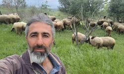 Çeşme sakızı ile Fransız koçunu birleştirdi, verimi katladı