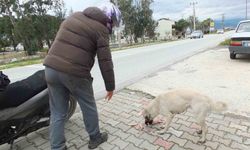 Edremitli genç 5 yıldır sokak köpeklerini besliyor