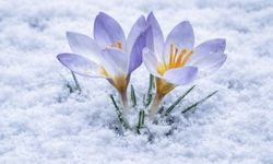 Kartepe'nin nadide türü objektiflere yansıdı