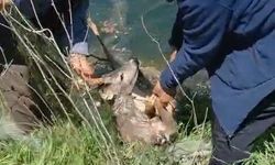 Sulama kanalına düşen karacayı vatandaşlar kurtardı