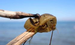 Yalova sahilinde istilacı yosun türü gözlemlendi