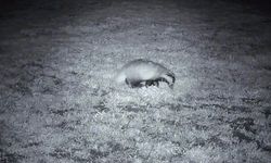 Yiyecek arayışındaki porsuk Ganos Dağları'nda görüntülendi